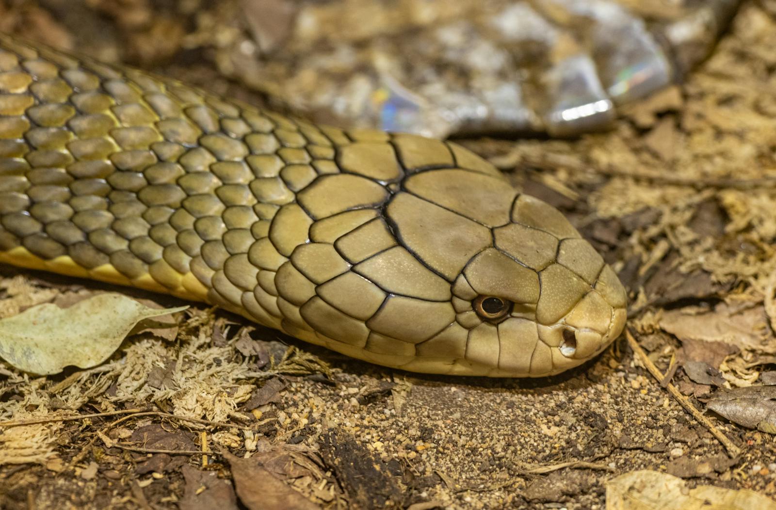 Detailed close-up of a King Cobra snake in its natural soil habitat, showcasing scales and head.