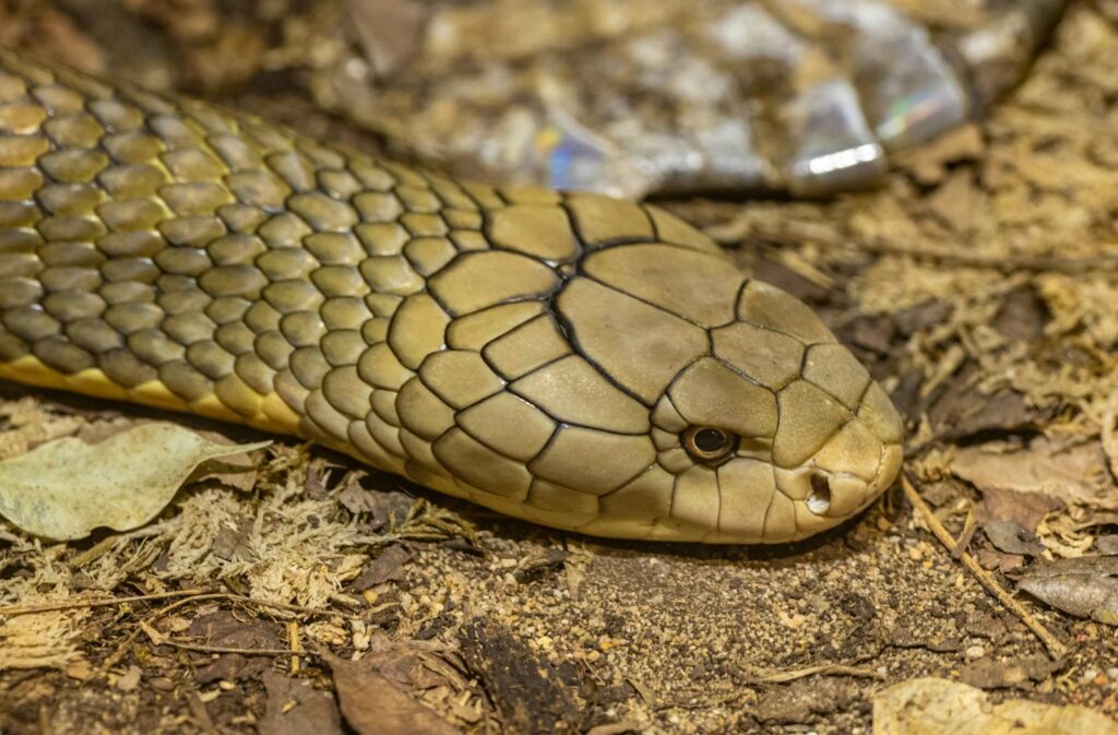 Detailed close-up of a King Cobra snake in its natural soil habitat, showcasing scales and head.