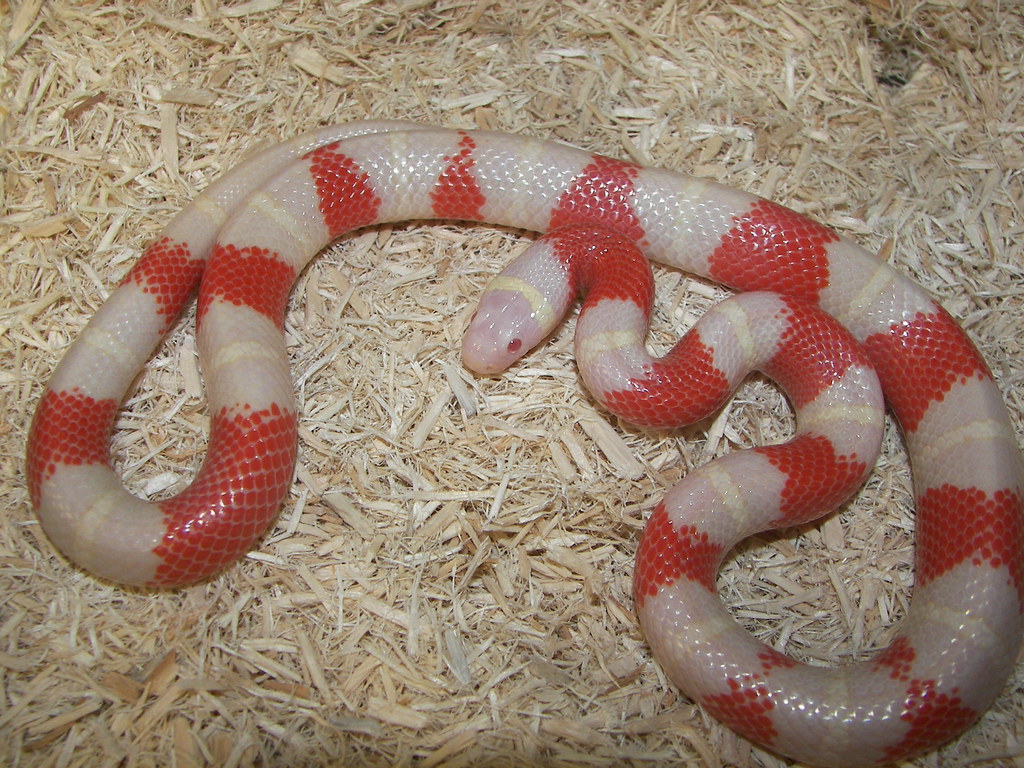 Nelson's milksnakes albin male bah
