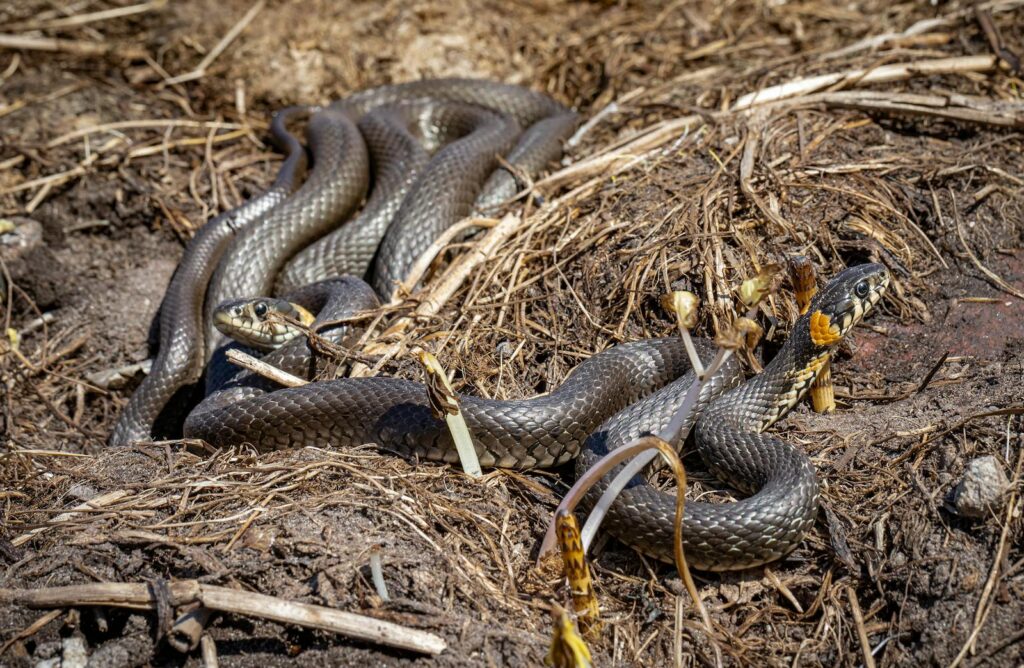 Grass snakes basking on the ground in Kehra, showcasing reptilian wildlife in Estonia.