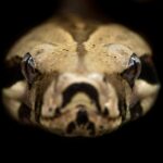 Brown and beige python