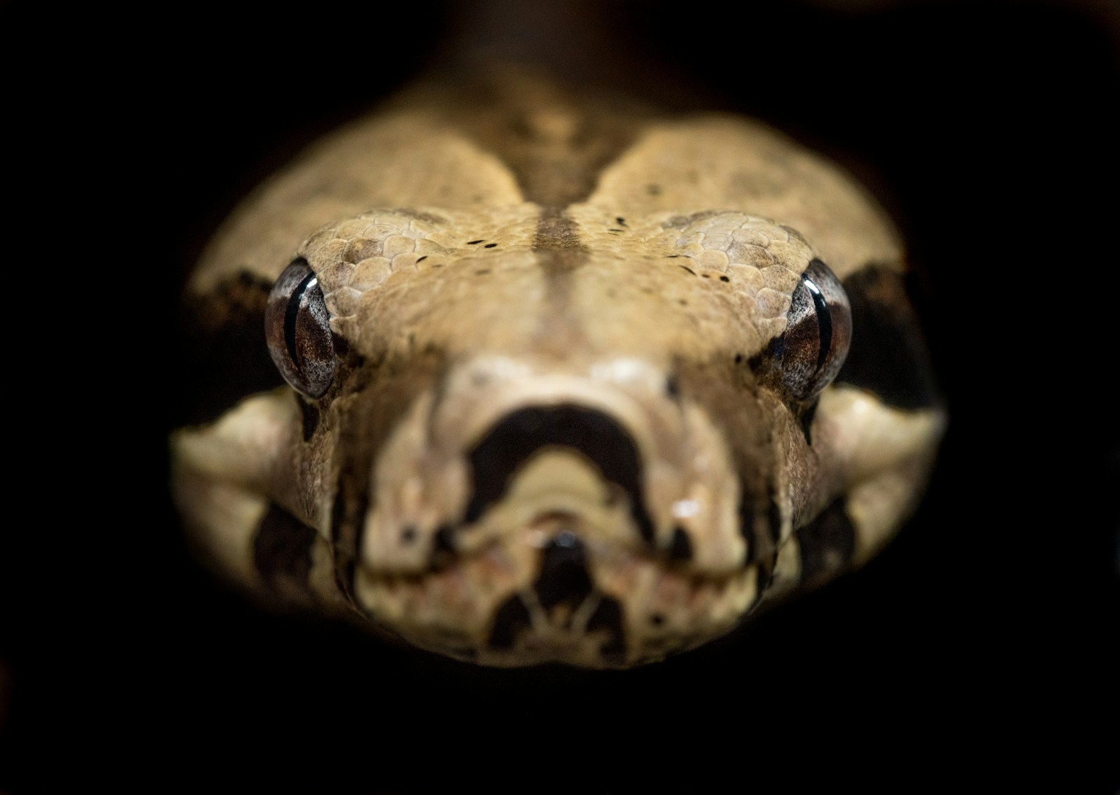 Brown and beige python