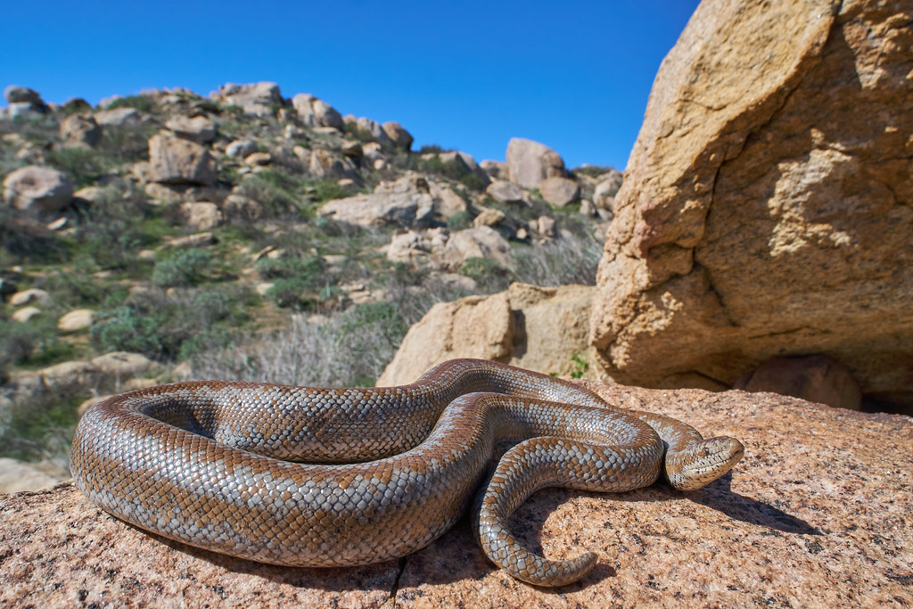 Rosy Boa in habitat
