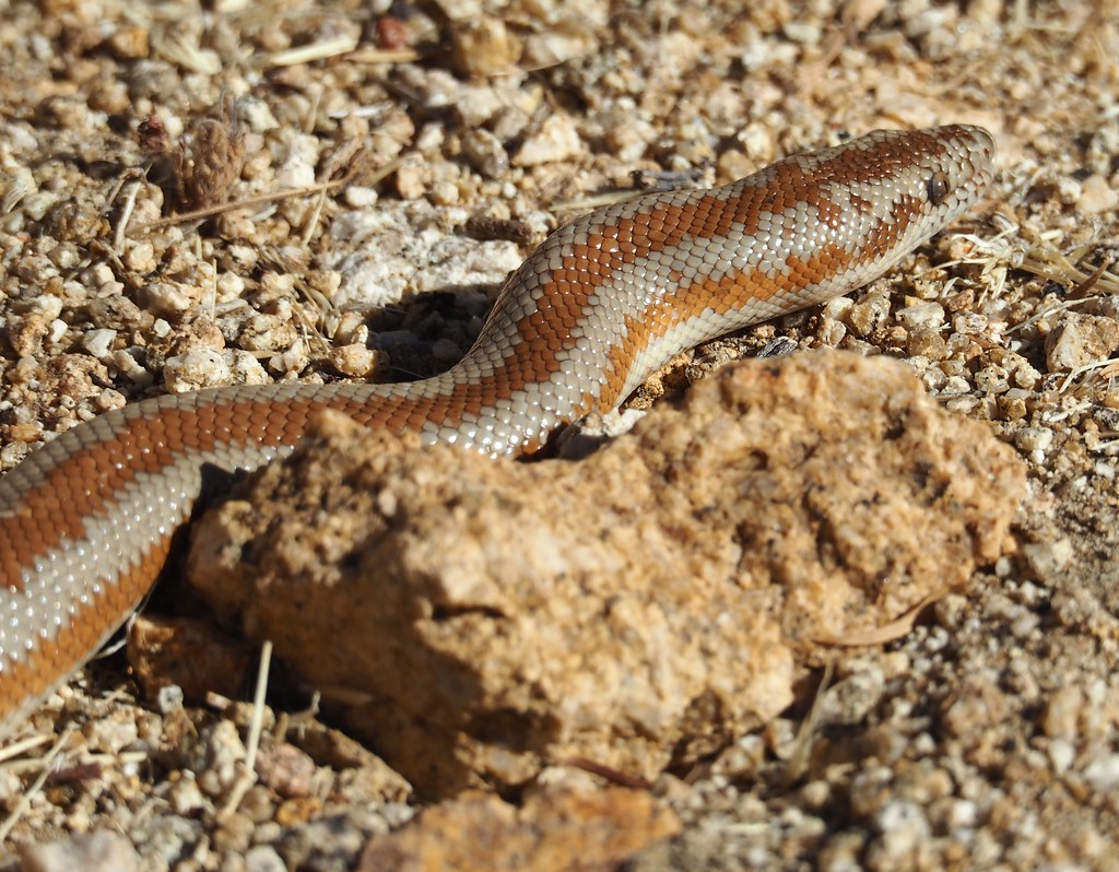 Northern Three-lined (Rosy) Boa, Lichanura orcutti