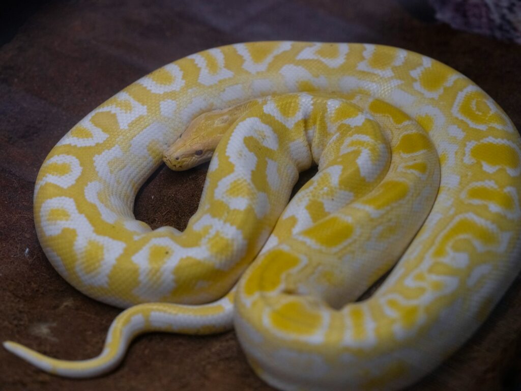 A yellow and white snake on a brown surface