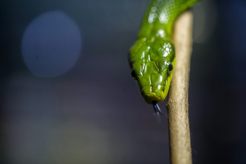 Green snake on a branch with tongue outside of its mouth