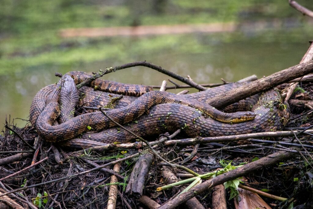 2 mating snakes on green grass