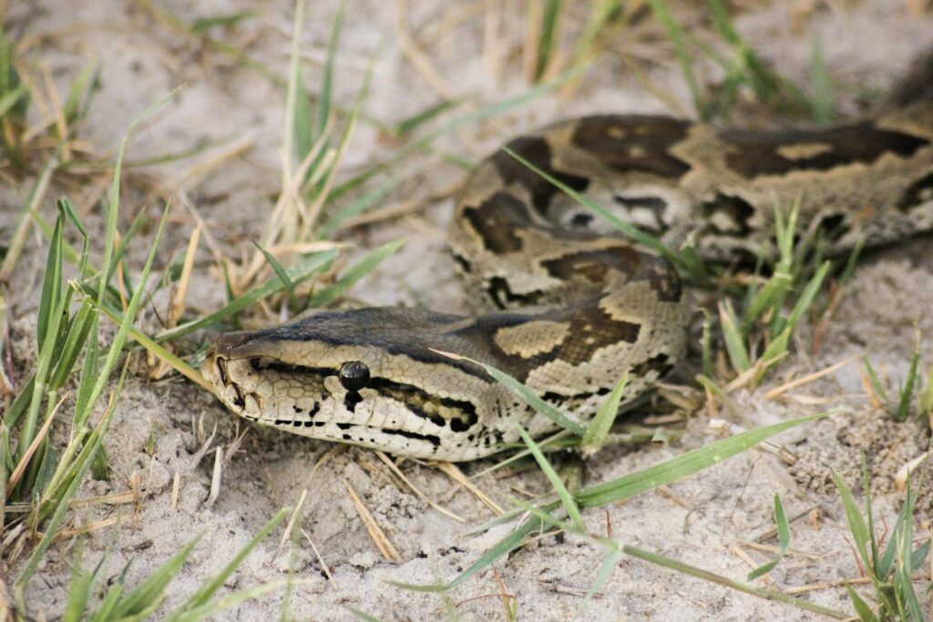 Close-up image of a python lying on the ground among grass in its natural habitat.
