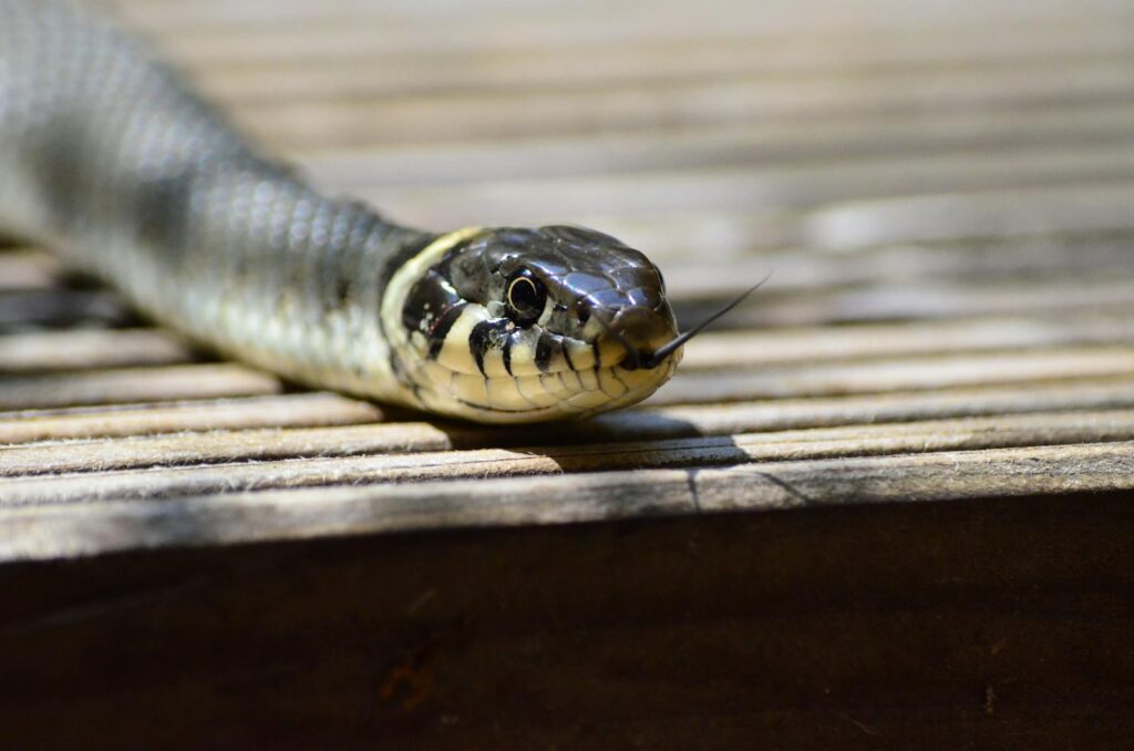Detailed image of a common garter snake with focus on its face, taken outdoors in natural sunlight.