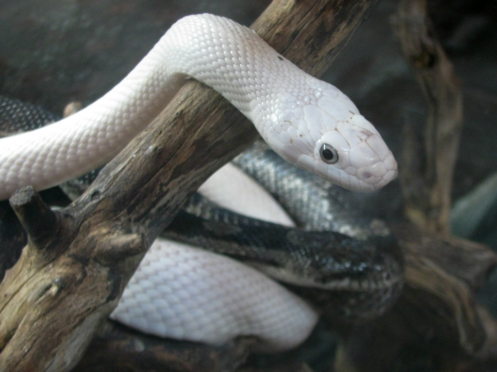 Albino Snake