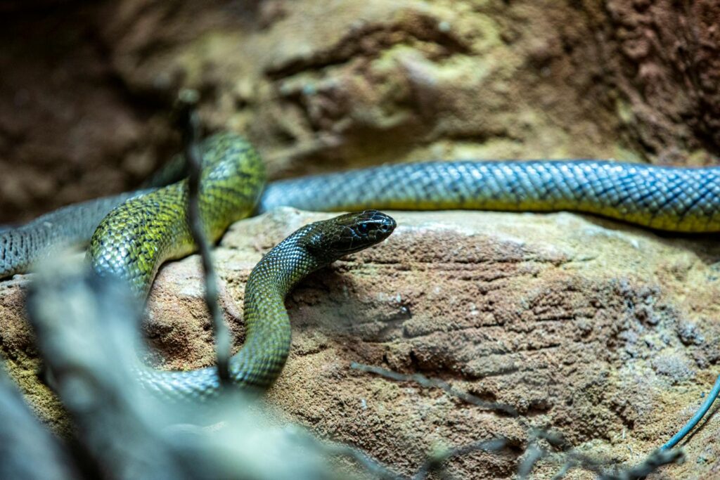 Detailed close-up photo of a Tiger Snake in its natural habitat on rocks.