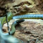 Detailed close-up photo of a Tiger Snake in its natural habitat on rocks.