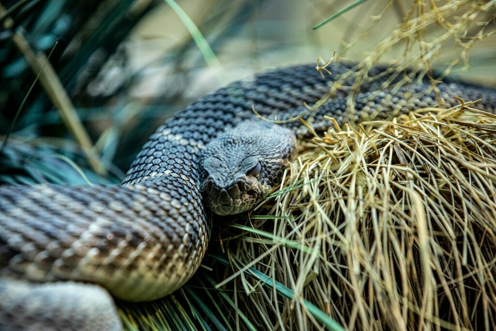 Intimate close-up of a rattlesnake resting in grass, showcasing its texture and natural colors.