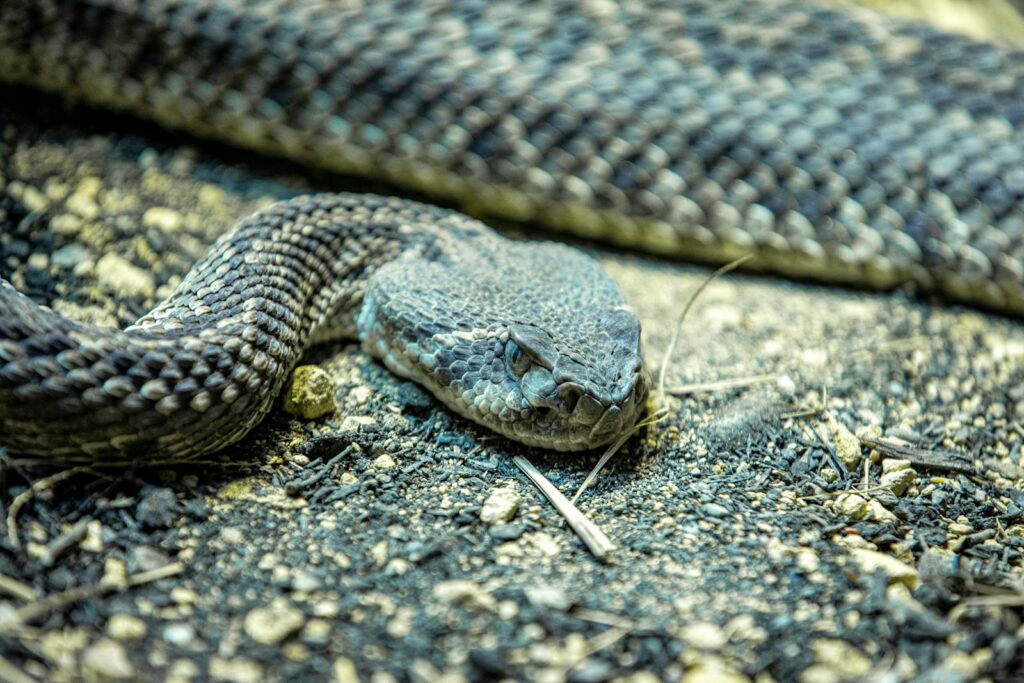 Detailed close-up of a rattlesnake showcasing its scales and habitat. Venomous and captivating.