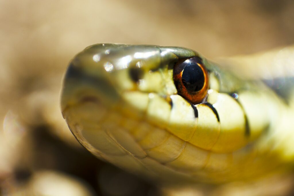 Close-up of a snake