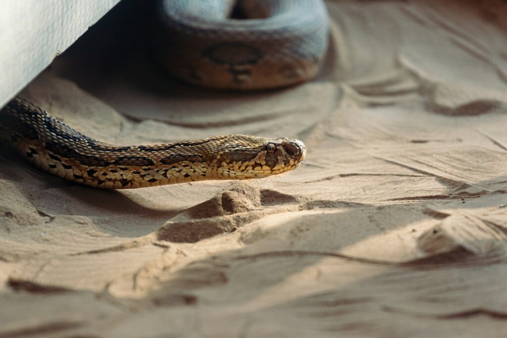Brown snake crawling in the sand