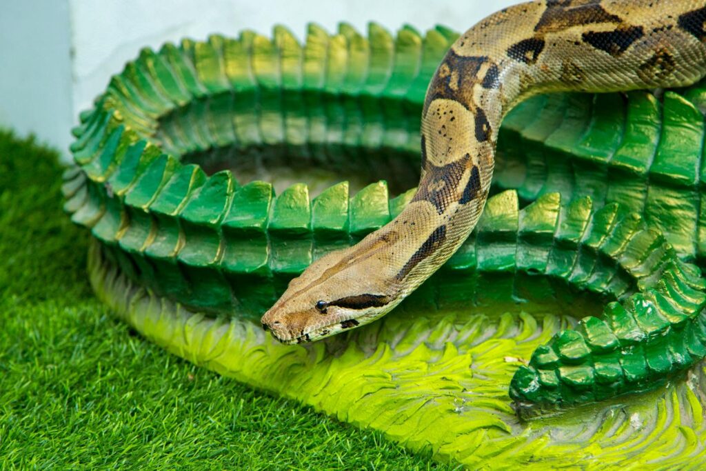 Detailed close-up of a python coiled on vibrant green artificial grass, showcasing its patterns.