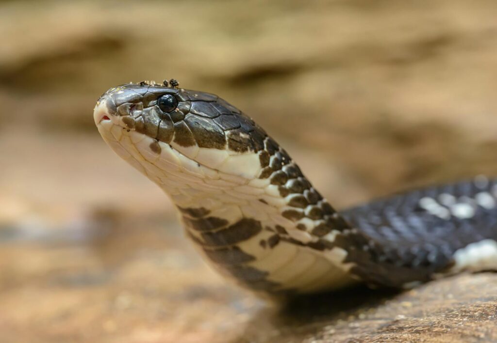 Intense close-up of a venomous cobra with detailed scales and predatory gaze.