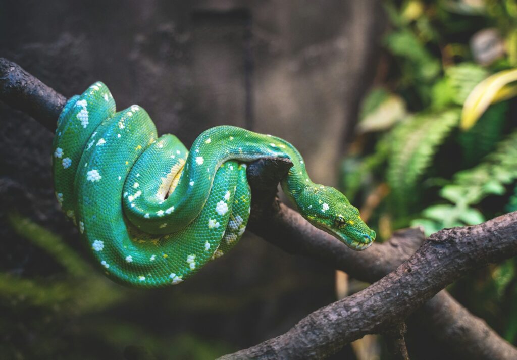 Green snake on a tree branch