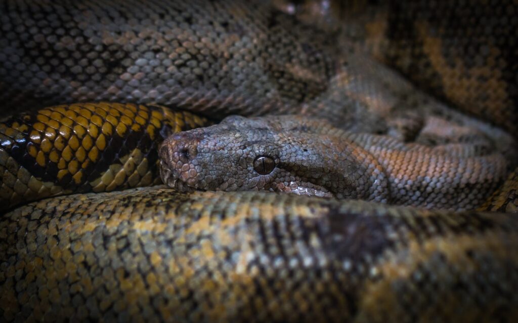 Detailed close-up of a python showcasing its patterned scales and sharp eyes.