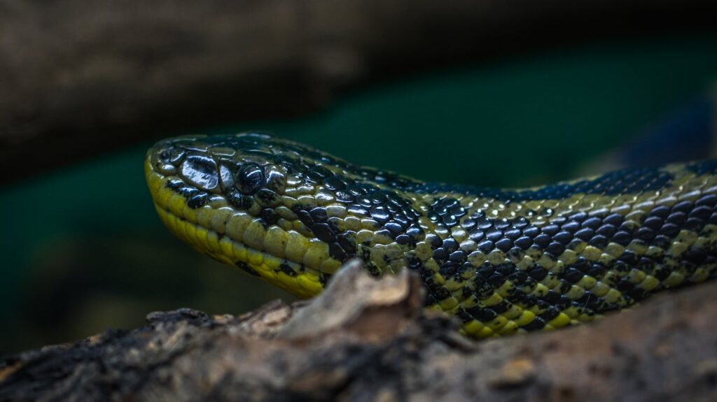 Detailed close-up of a python's head showcasing intricate scales and patterns in an outdoor setting.