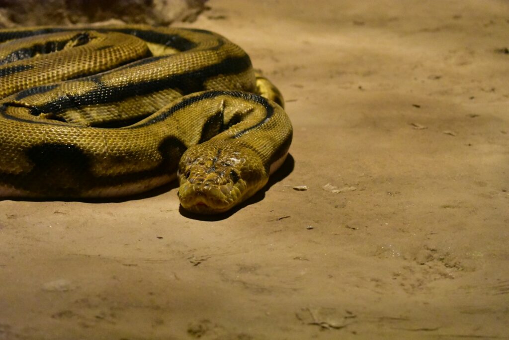 A brown snake on the ground