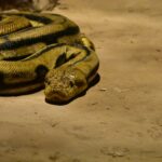 A brown snake slithering around