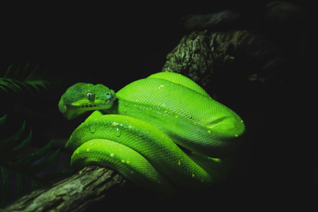A green snake on a brown tree branch