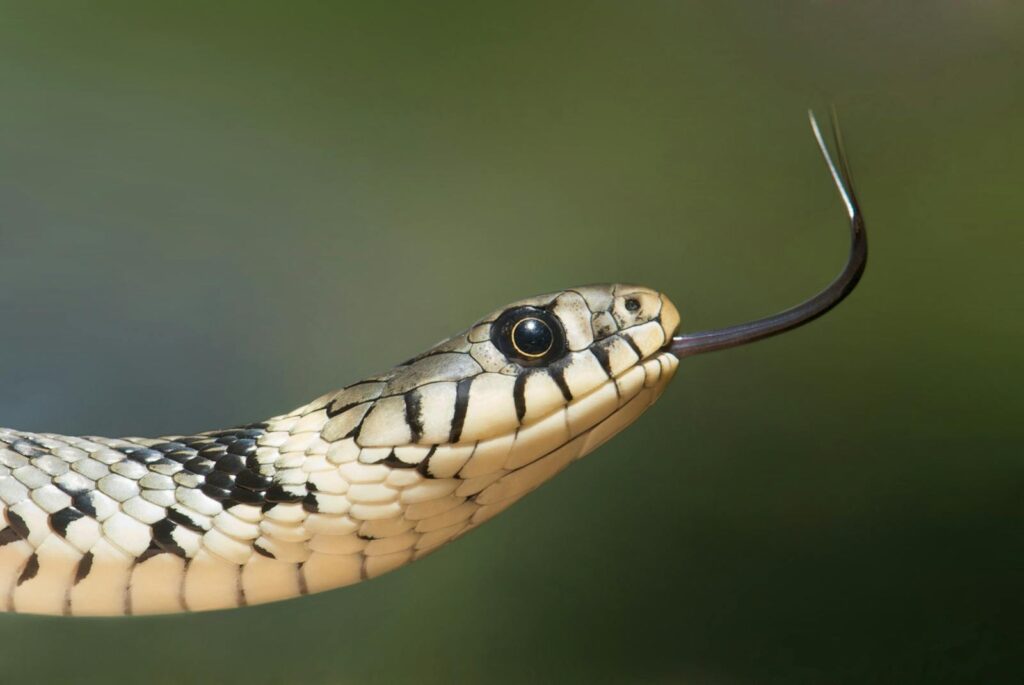 Macro shot of a grass snake showcasing its forked tongue and detailed scales.