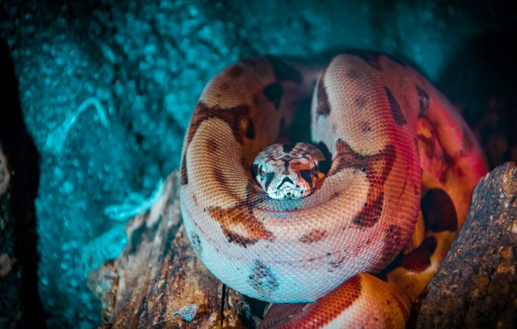 Close-up of a brown snake on a branch