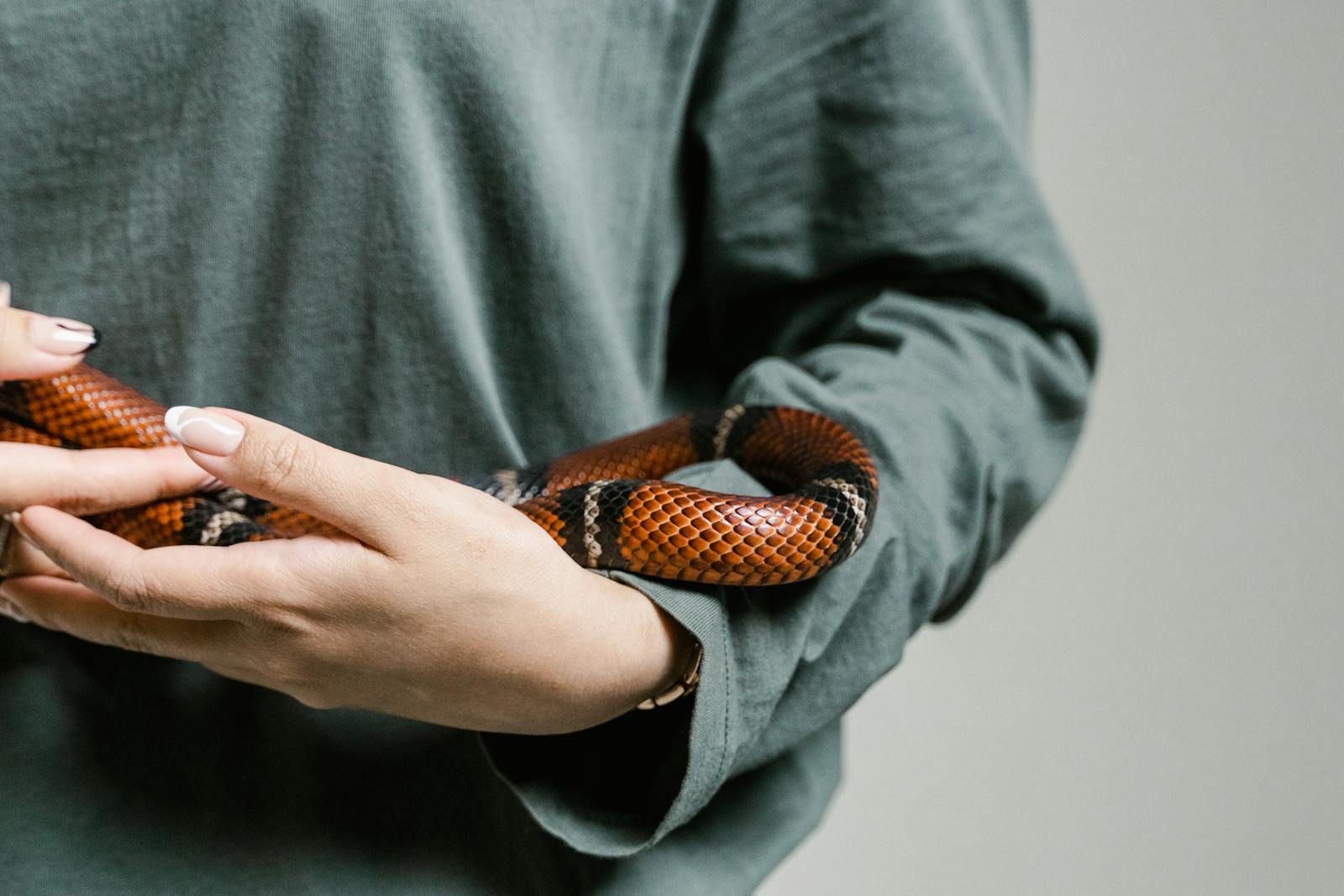 A person gently holding a vibrant snake, showcasing reptile's intricate patterns.
