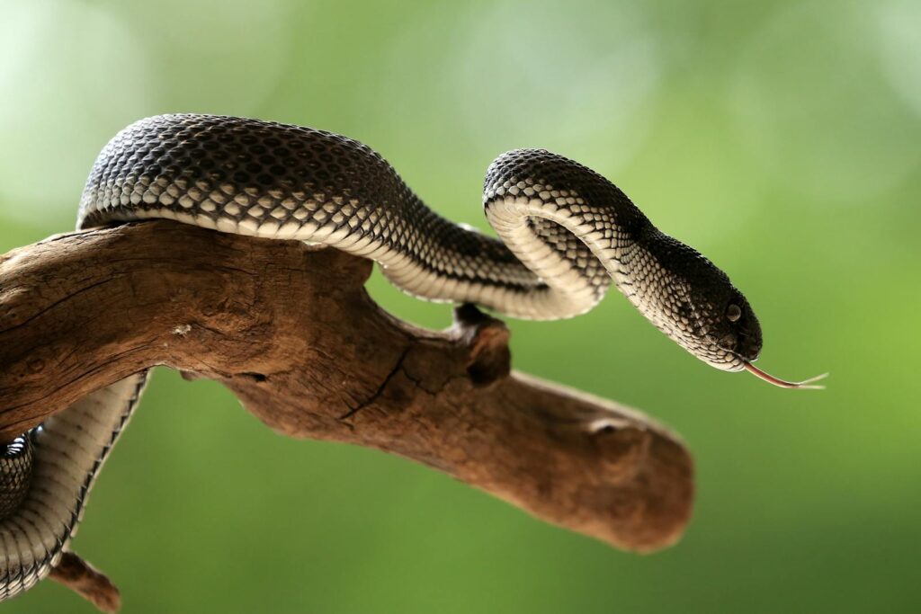 Black snake with intricate scales resting on a branch against blurred green backdrop.