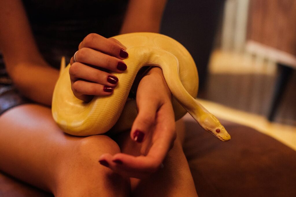 Close-up of an albino python resting on hands with manicured nails indoors.