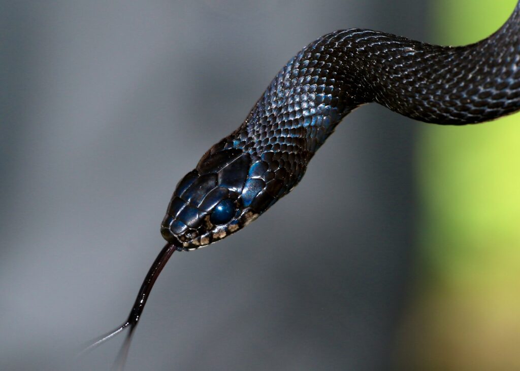 A close-up of a black snake with its tongue out