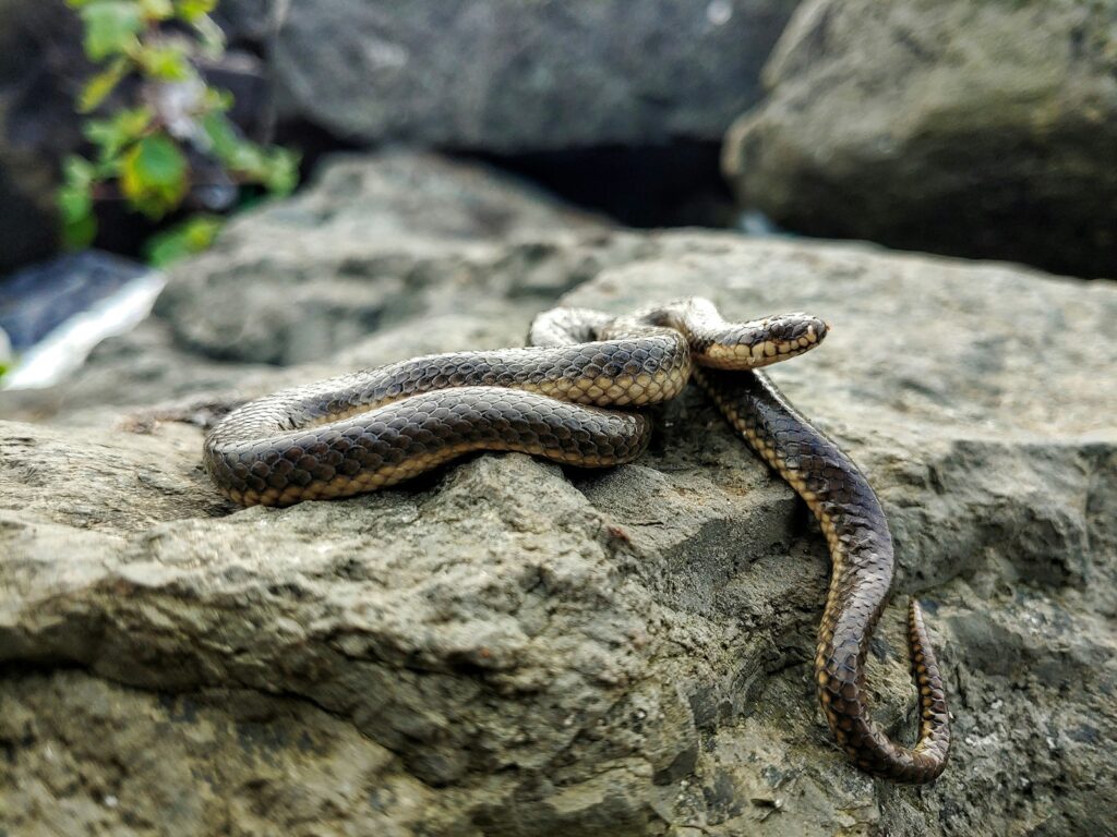 Black and brown snake on a gray rock