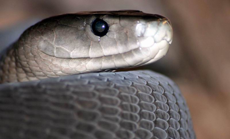 Hartebeespoort_Zoo_and_snake_park,_Black_Mamba_-_panoramio