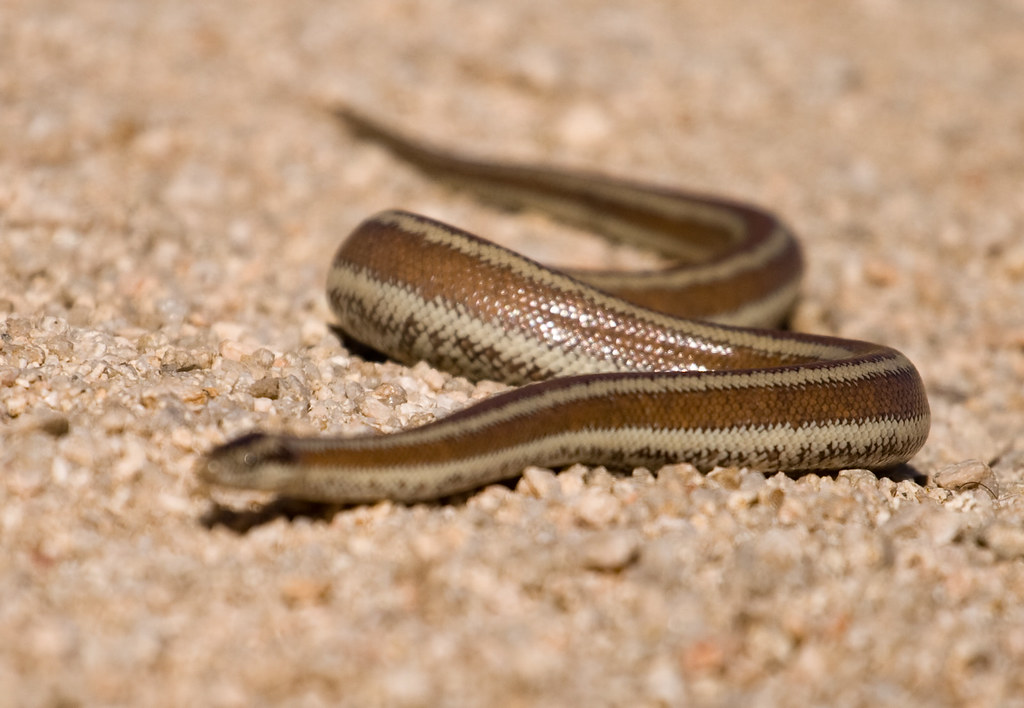 Rosy Boa