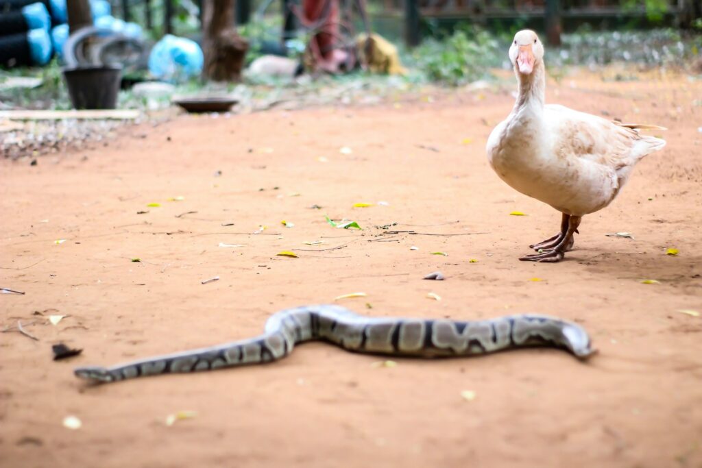 Gray snake beside a white duck