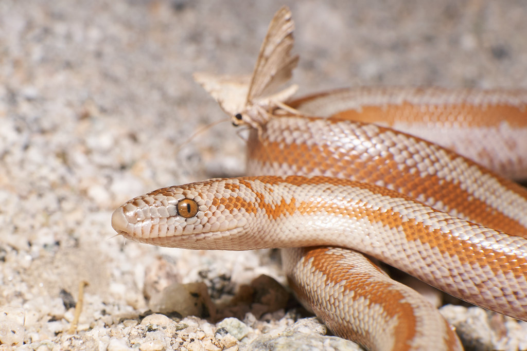 Rosy Boa with a hitchhiker