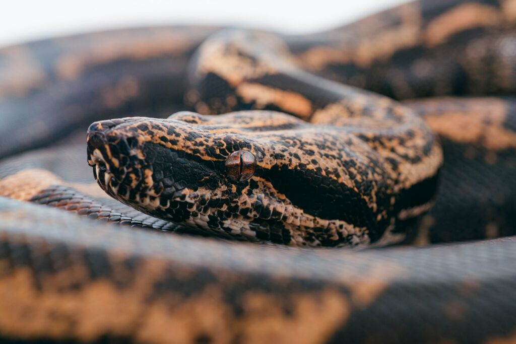 Mamba snake skin