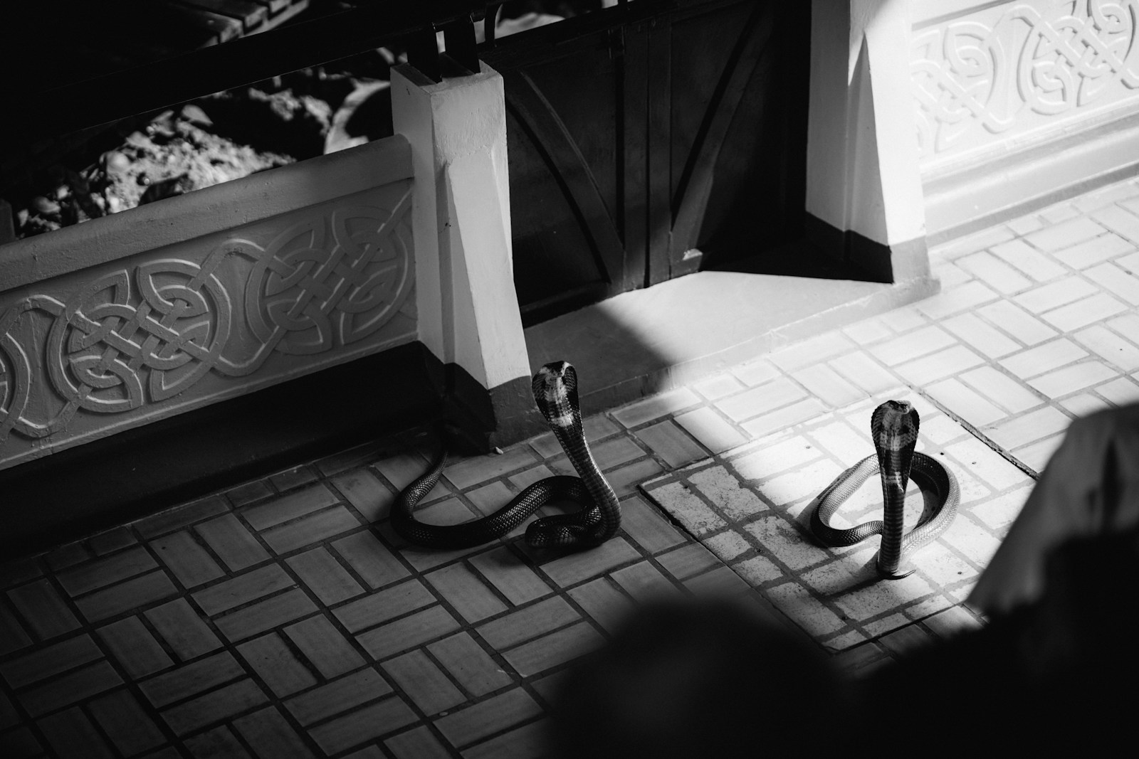Cobra snakes on the ground