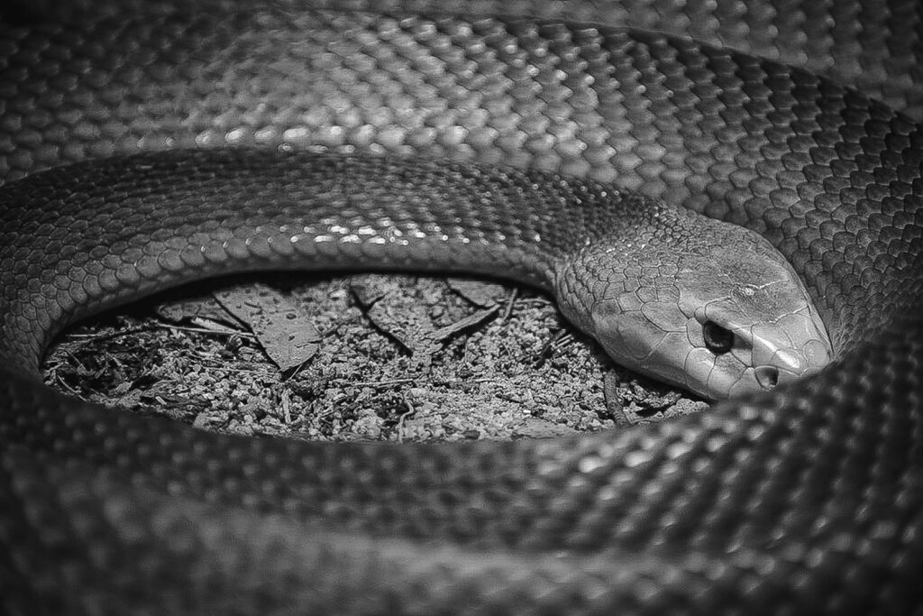A snake curled up