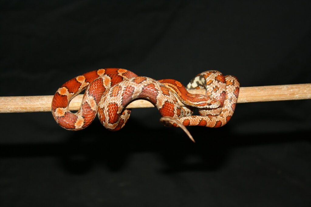 Brown and white snake on a pole