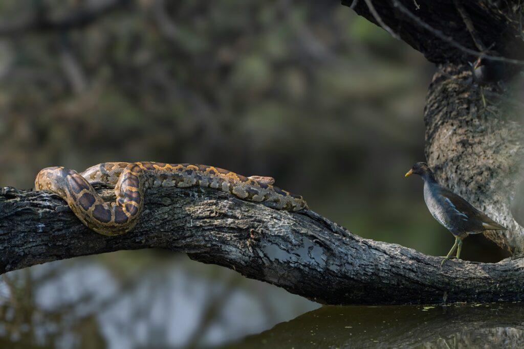 A snake and a bird on a branch near water