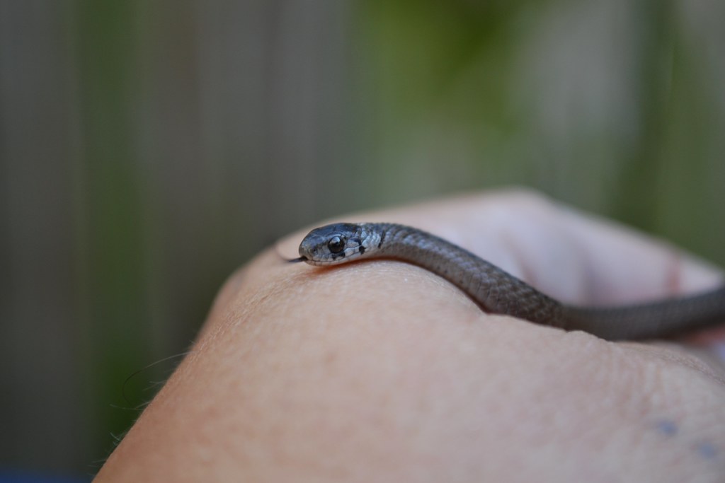a baby snake of a human's hand