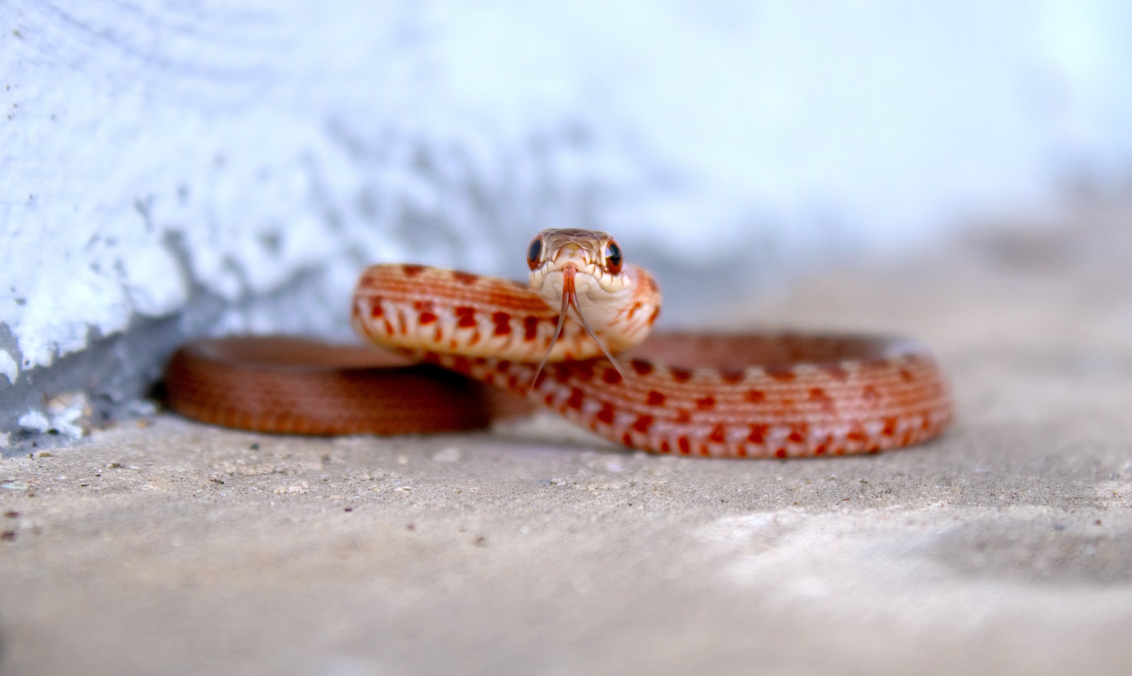 Corn snake crawling on the side of a wall