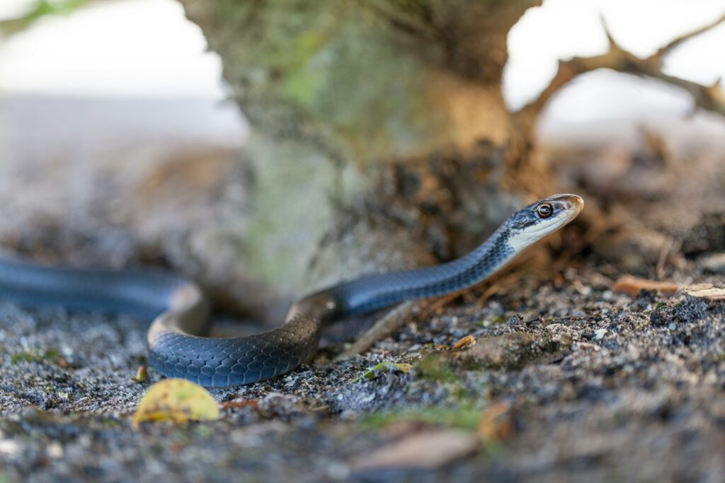 Black mamba is on the ground next to a tree