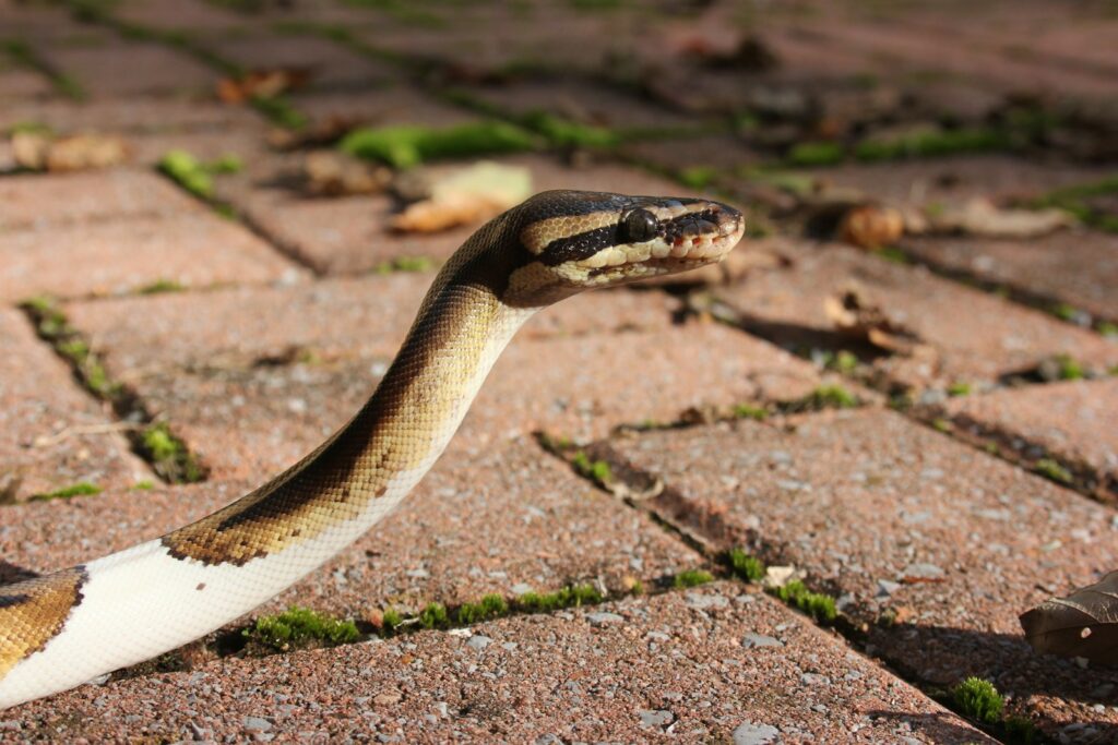 brown and black snake on ground during daytime