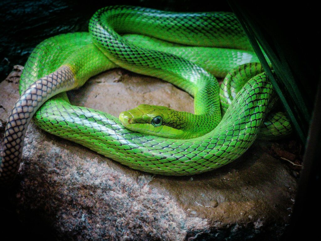 Green snake on a stone