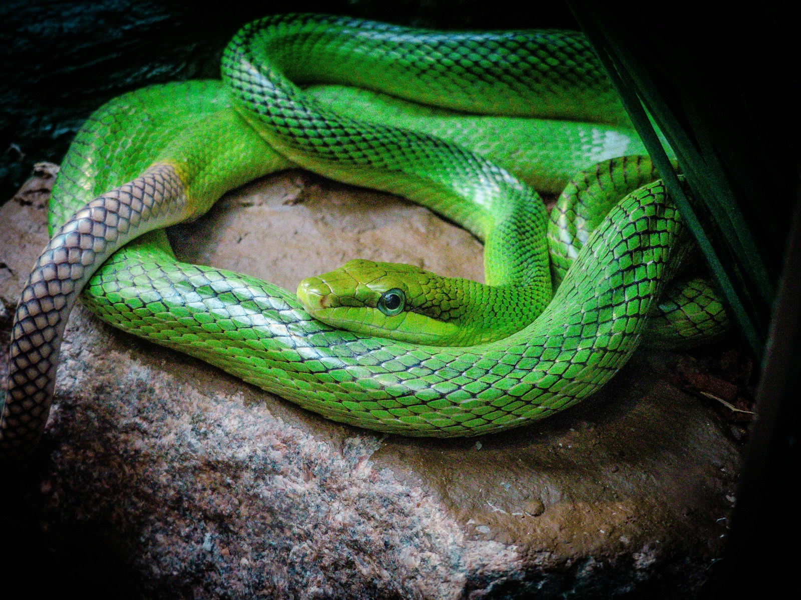 Green snake on a stone